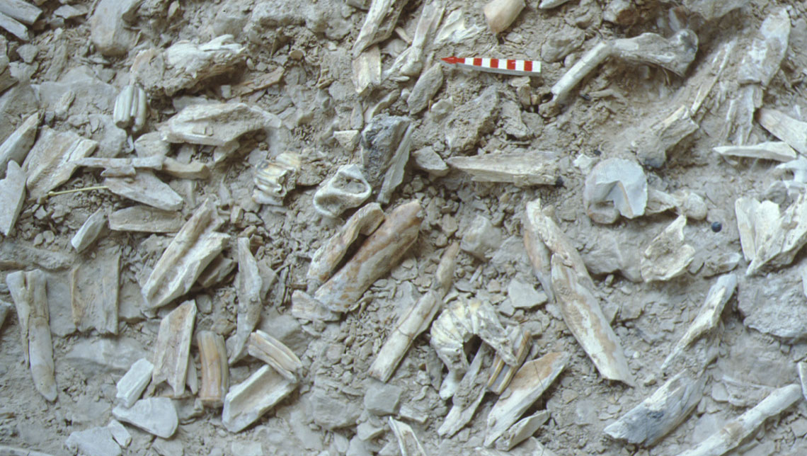 Excavated bones and tools in the lower section of the Bau de l'Aubesier (bones and tools in situ, uncovered and about to be coordinated and removed)