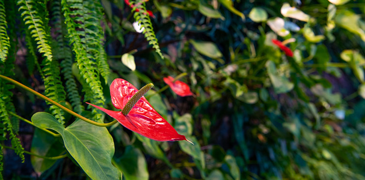 An anthurium plant thrives among other rainforest plants.