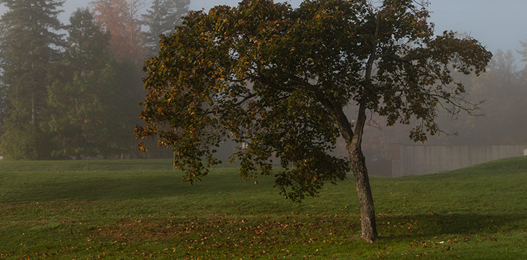 A deciduous tree stands in a grassy area, surrounded by fog. 